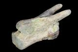 Theropod Dinosaur Vertebra - Alberta (Disposition #-) #97353-1